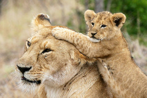 Animal In Love-Lion Pictures