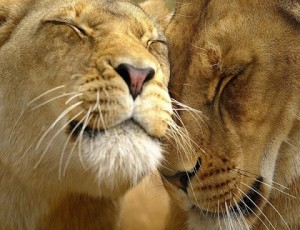 Lion In Love-Lion Pictures