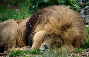 Sleeping Lion-Lion Pictures
