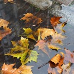 Lost Leaves - Autumn Leaves