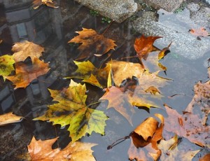 Lost Leaves - Autumn Leaves