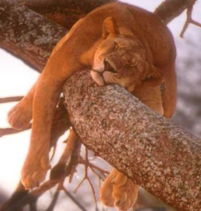 Lion Sleeping on Tree-Lion Pictures