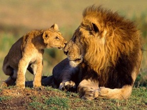 Lions family- Lion Pictures