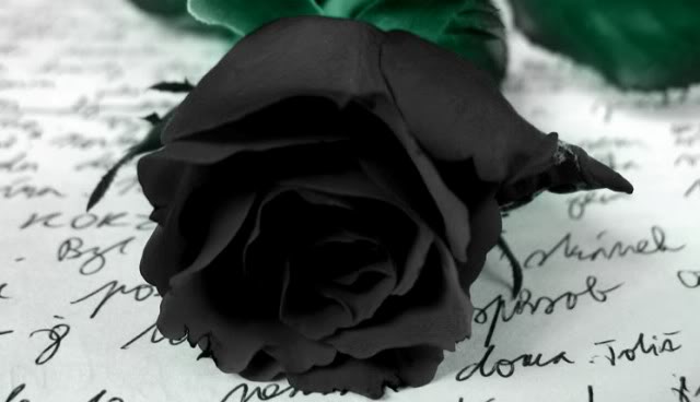 Photography black rose About Black