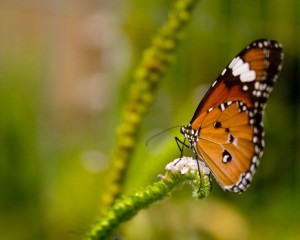 Butterfly on Nectar Prowl - Spring Wallpaper