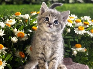 Tabby Kitten and Spring Flowers - Spring Wallpaper
