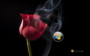 Smoky Windows with Red Rose - Windows 8 Wallpapers