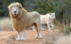 Rare White Lion-Lion Pictures