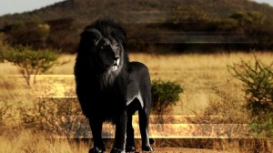Rock Black Lion-Lion Pictures