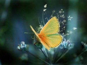 Cool Butterfly - Desktop Wallpaper