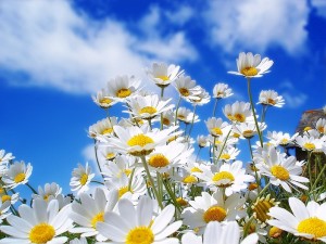 Nature Spring, White Beauty - Spring Wallpaper