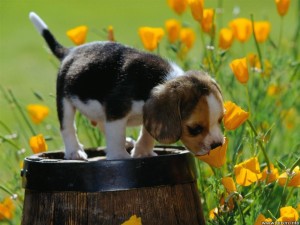 Cute Puppy looking for way out - Spring Wallpaper