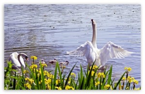 Swan Couple, enjoying - Spring Wallpaper