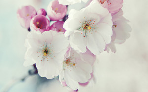 Blossoming Flower, Romance in Air - Spring Wallpaper