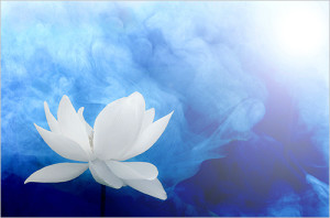 White Flower with Blue Background - Blue Backgrounds