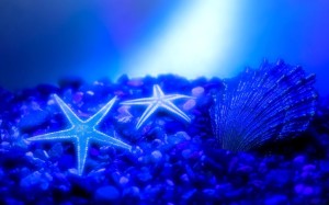 Seabed blue star, nature best - Blue Backgrounds