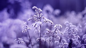 Purple Flower, winter flower - Purple Wallpapers