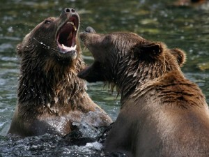 Fighting Bear - Wild Animals Wallpapers