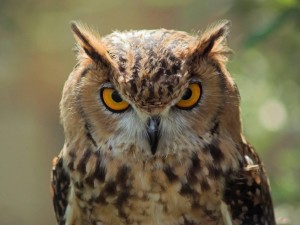 Extraordinary Owl - Wild Animals Wallpapers