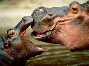 Hippocamp Loving Father - Wild Animals Wallpapers