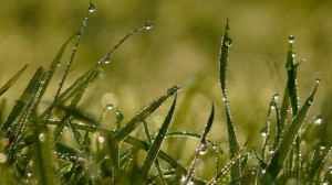 Grass Shape Drops Dew - Summer Wallpapers