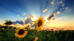 Summer Sunflower shine - Summer Wallpapers