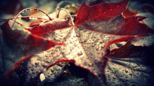 Red lonely leaf, summer rain - Summer Wallpapers