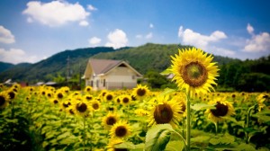 Summer sunflower field, joy of life - Summer Wallpapers