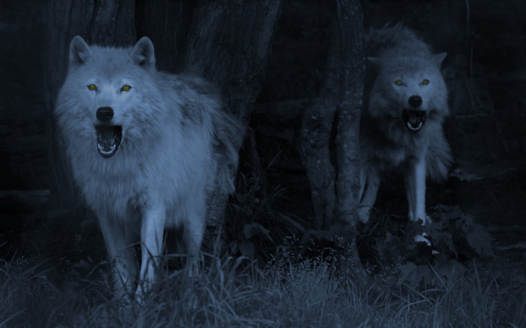 Couple wolf picture