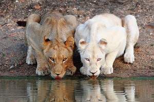 Drinking Water-Lion Pictures