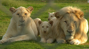 Exotic Lion Pictures