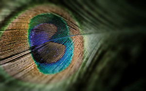 Peacock Feather, Rainbow view - Desktop Wallpaper