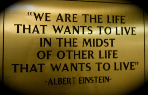 Life Quote - Albert Einstein Quotes