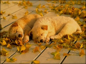Lovely puppies enjoying their sleep - Autumn Leaves