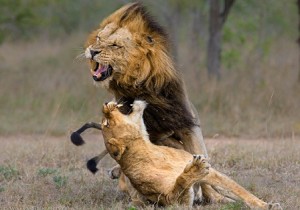 Lion Aggression-Lion Pictures