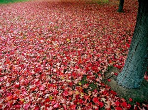 Sea of Red Autumn Leaves - Autumn Leaves