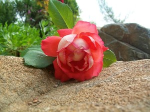 rose images and wallpapers