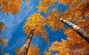 Tall Autumn Tree - Autumn Leaves