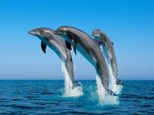 Dolphin Artwork - Desktop Wallpaper