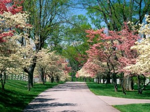 Cool N Light Spring - Spring Wallpaper