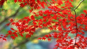 Exotic Red Leaves - Autumn Leaves