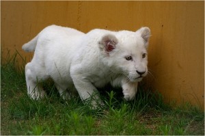 Young Lion-Lion Pictures
