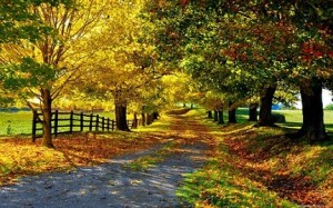 Best View of Autumn Season - Autumn Leaves