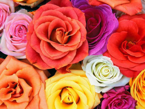Bunch Of Blooming Roses - Spring Wallpaper