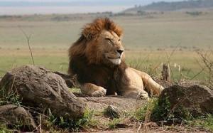 Lion King-Lion Pictures