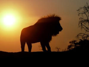Evening Time And Lion-Lion Pictures