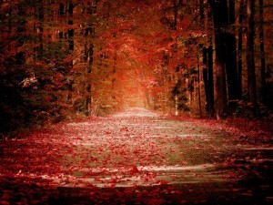 Red carpet on road - Autumn Leaves