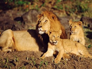 Enjoying Lions-Lion Pictures
