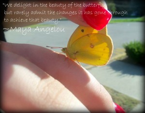 Amazing Butterfly - Maya Angelou Quotes