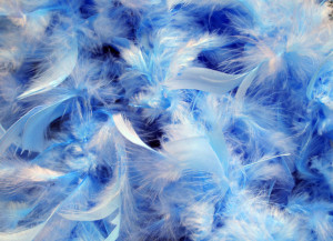 Beautiful Blue feathers - Blue Backgrounds